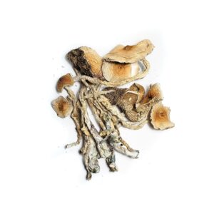 African Transkei Mushroom