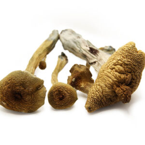 alacabenzi mushrooms