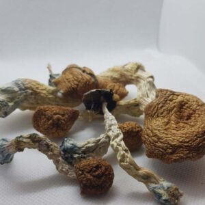 Amazonian mushrooms