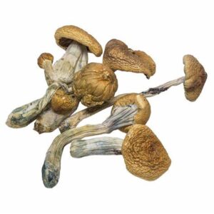 B+ Mushrooms