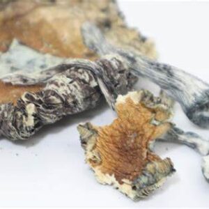 Blue Meanies Mushrooms