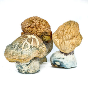 Burmese mushroom