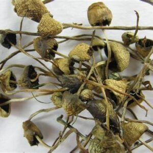 Liberty mushroom caps