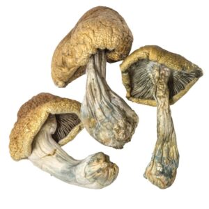 Cambodian Mushrooms