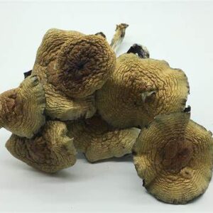 Cuban magic mushrooms