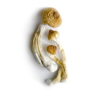 Psilocybe mexicana