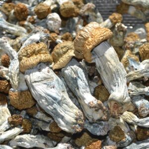 Ecuador Mushrooms