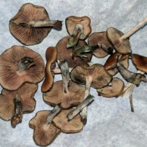 Flying Saucer Mushroom