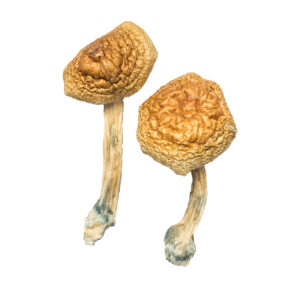 Golden Mammoth Mushroom