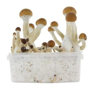 mushroom growing kit