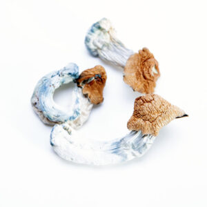 Huautla Mushroom