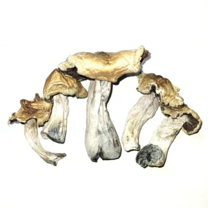 Koh Samui Mushroom