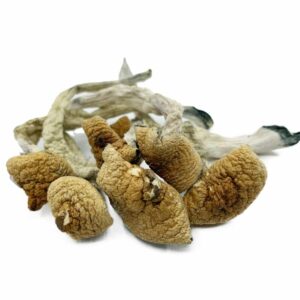 Lizard King Mushroom