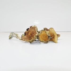 Mazatapec Mushrooms