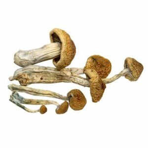 McKennaii Mushrooms