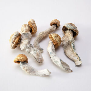 Penis Envy Mushroom