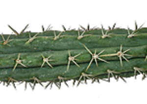 Peruvian Torch Cactus