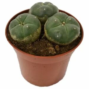 Williamsii peyote