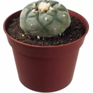 Williamsii Lophophora