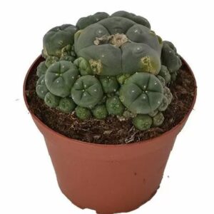 peyote