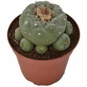 Peyote cactus lophophora williamsii