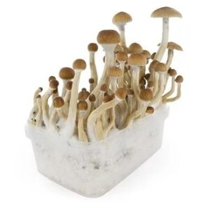 mushroom magic grow kit