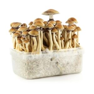 magic mushroom grow kit