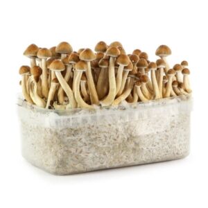 psilocybin mushroom grow kit