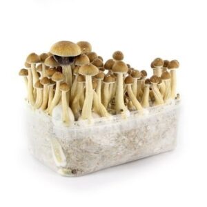 mushroom growing kits