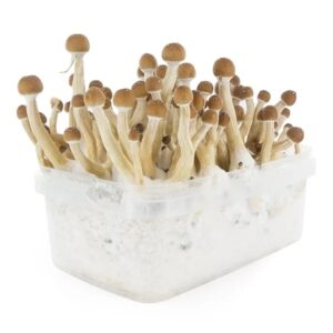lion's mane mushroom grow kit