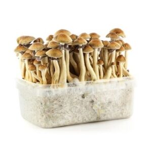 grow kit magic mushrooms