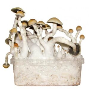 mushroom grow kits