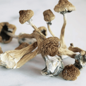 Thrasher Mushroom