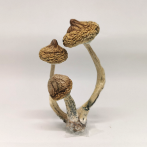 Psilocybe cubensis