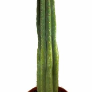 San Pedro Cactus for sale