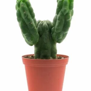 cactus san pedro for sale