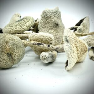 magic mushrooms for sale