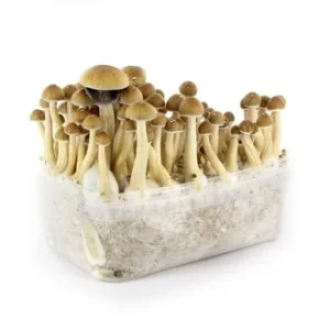 magic mushroom growing kit