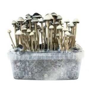 magic mushroom growing kits