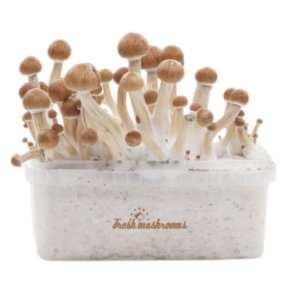 psilocybin mushroom grow kits