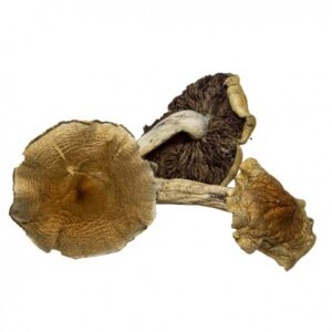 Malabar Mushroom