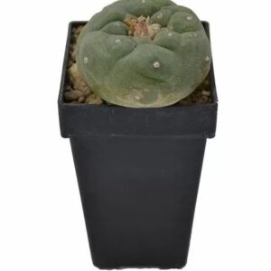 Lophophora fricii